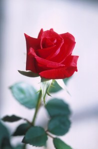Red_rose